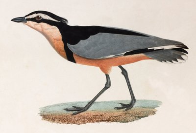 Illustrazione a colori di un uccello da Unbekannt