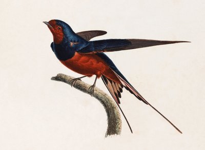 Illustrazione a colori di un uccello marrone e blu da Unbekannt