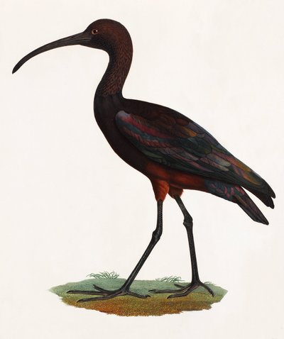 Illustrazione a colori di un uccello dal becco lungo da Unbekannt