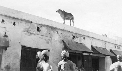 Una mucca sul tetto di un edificio, Nowshera, India, 1916-1917 da Unbekannt