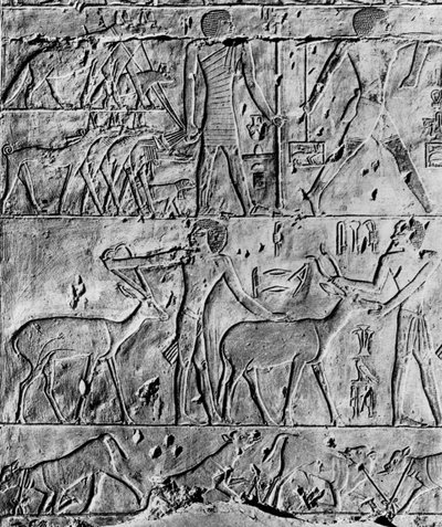 Scena di caccia dalla tomba di Ptahhotep, vicino a Saqqara, Egitto, c2650 a.C. 1936 da Unbekannt