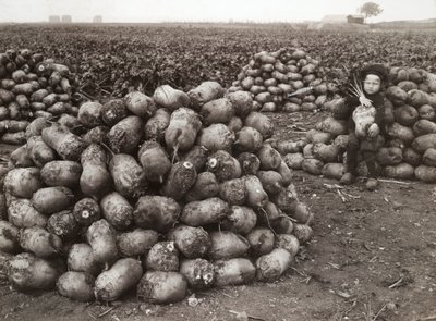 Una bambina con mucchi di rape raccolte, vicino a Landskrona, Svezia, 1910 da Unbekannt