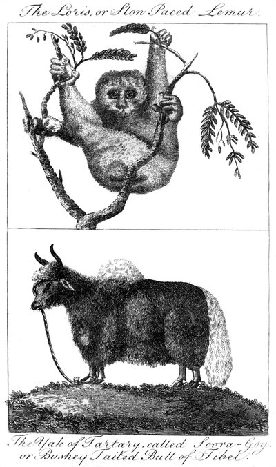 Un loris e uno yak, 1799 da Unbekannt