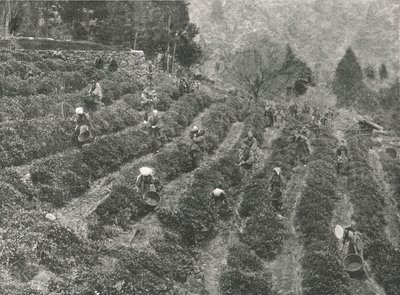 Una piantagione di tè fuori città, Kobe, Giappone, 1895 da Unbekannt