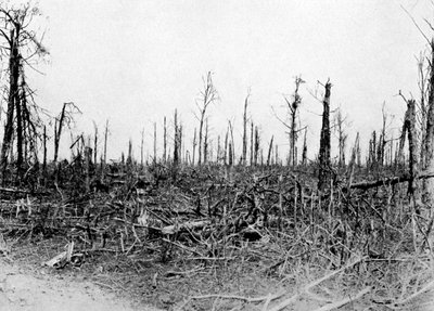Un bosco nella zona della Somme, Francia da Unbekannt