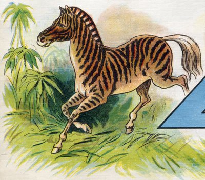 Una zebra. Incisione in "ABC L