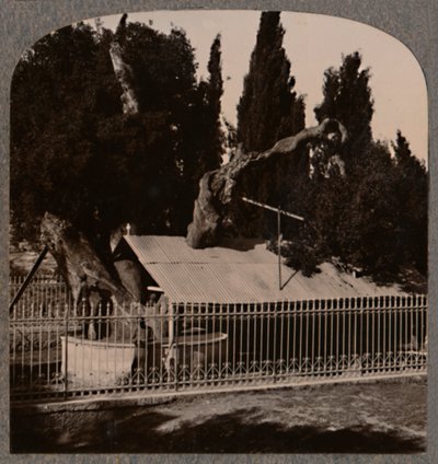 Quercia di Abramo vicino a Hebron da Unbekannt