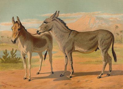 Asino selvatico abissino maschio e onagro indiano femmina, c1879 da Unbekannt
