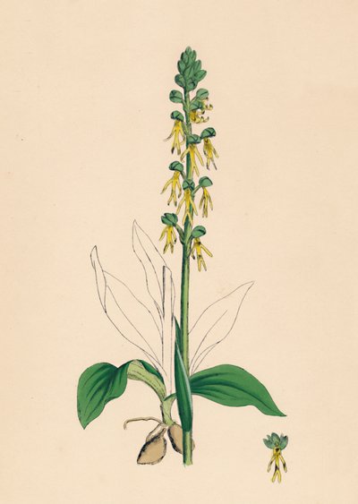 Aceras anthropophora. Orchidea uomo, XIX secolo da Unbekannt