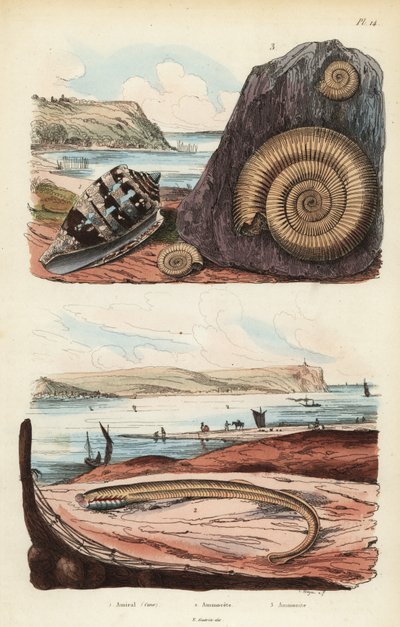 Cono ammiraglio, Conus ammiralis, ammocete o stadio larvale della lampreda, Petromyzon marinus, e fossile di mollusco ammonite estinto da Unbekannt