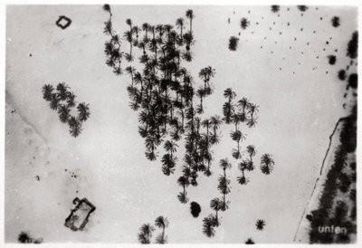 Veduta aerea delle ombre delle palme nel deserto arabico, da un dirigibile, 1931-1933 da Unbekannt