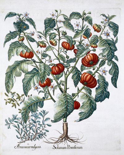 Piante di pomodoro africano e maggiorana, 1613 da Unbekannt