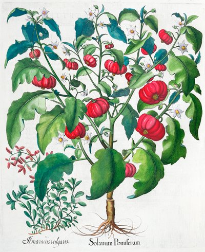 Piante di pomodoro africano e maggiorana, 1613 da Unbekannt