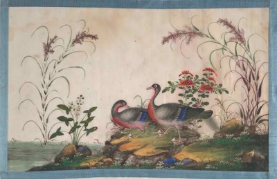 Album contenente dodici dipinti di uccelli, XIX secolo da Unbekannt