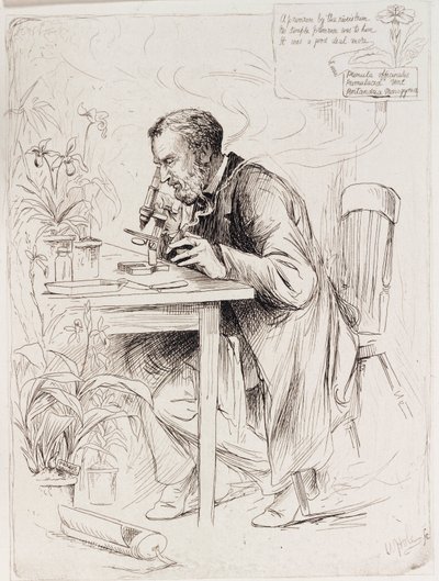 Alexander Dickson, botanico da Unbekannt