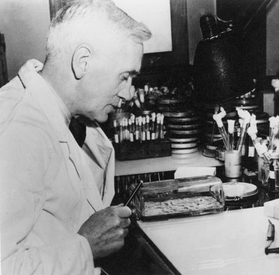Alexander Fleming, batteriologo scozzese nel suo laboratorio, anni 
