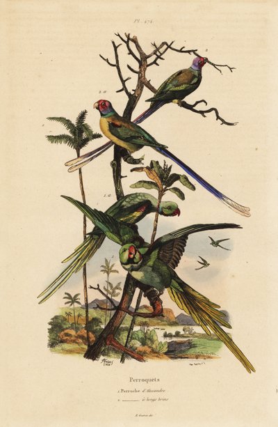 Parrocchetto alessandrino, Psittacula eupatria, e parrocchetto a coda lunga, Psittacula longicauda da Unbekannt