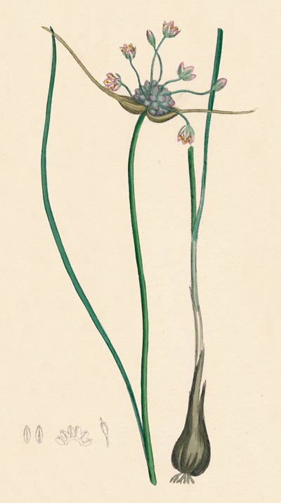 Allium oleraceum, var. genuinum. Aglio dei campi, var. a, XIX secolo da Unbekannt