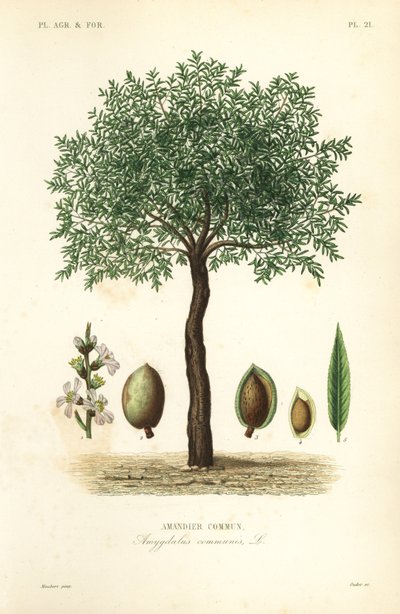 Mandorlo da Unbekannt