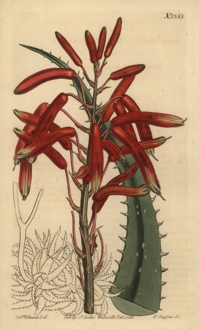 Aloe humilis (Aloe a foglie verde mela, Aloe virens) da Unbekannt
