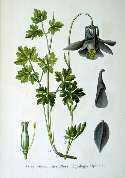 Colombina alpina, 1893 da Unbekannt
