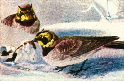 Allodole Alpine, c1928 da Unbekannt