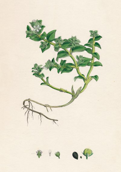 Alsine peploides. Salicornia, XIX secolo da Unbekannt