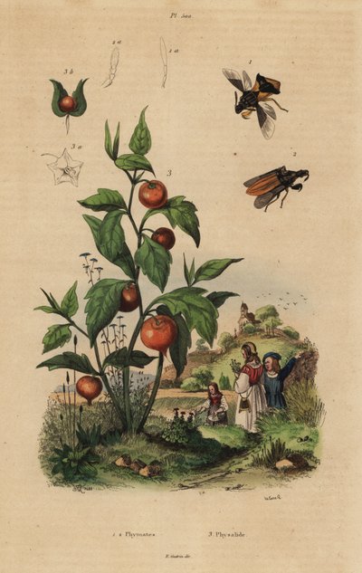 Insetto imboscato, Macrocephalus cimicoides 1,2, e alchechengi, Physalis alkekengi 3 da Unbekannt