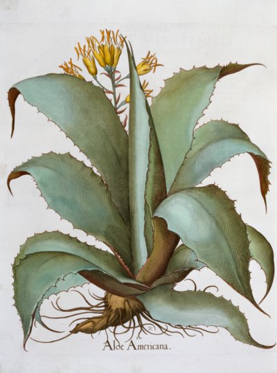 Aloe americana, 1613 da Unbekannt