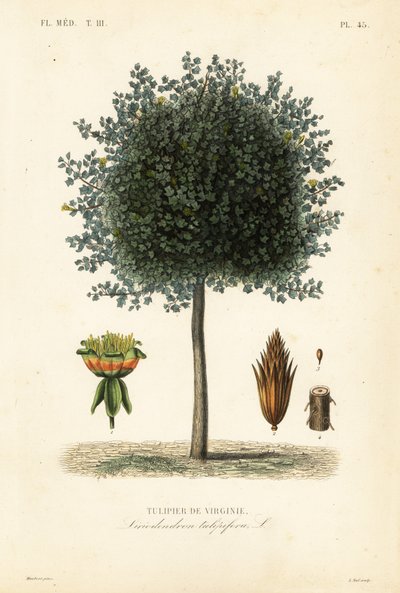 Albero dei tulipani americano, Liriodendron tulipifera da Unbekannt