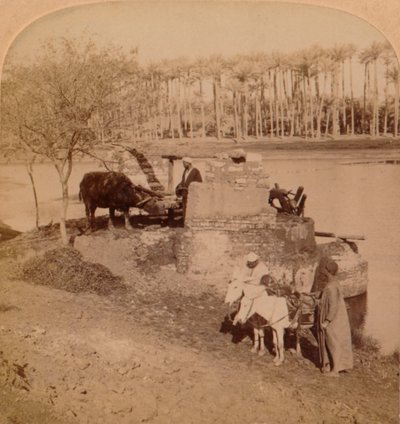 Un Sakiyeh egiziano, disegnando acqua del Nilo per l