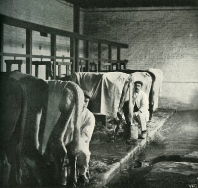 Una stalla moderna alla Walker-Gordon Farm, 1902 da Unbekannt