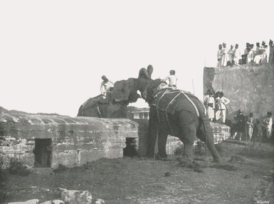 Combattimento di elefanti, Hyderabad, India, 1895 da Unbekannt