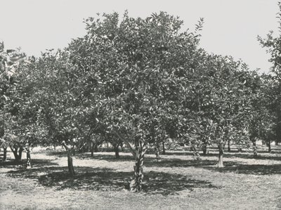 Un aranceto vicino alla città, St Augustine, USA, 1895 da Unbekannt
