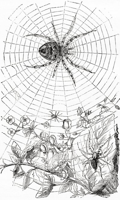 Un ragno tessitore orbicolare o araneide da Unbekannt