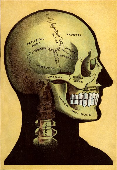 Carta anatomica, la testa da Unbekannt
