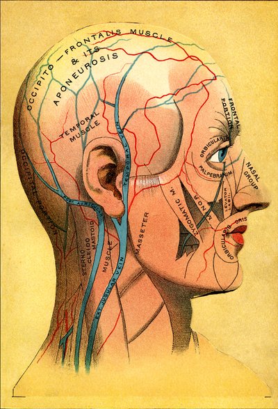 Tavola anatomica, la testa - Cuoio capelluto: drenaggio venoso da Unbekannt