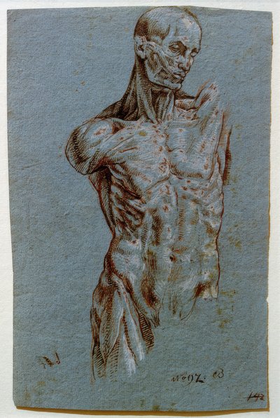 Studio anatomico (Ecorché) da Unbekannt