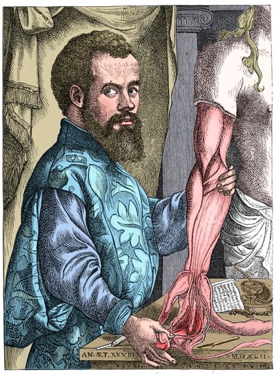 Andreas Vesalius, anatomista fiammingo del XVI secolo da Unbekannt