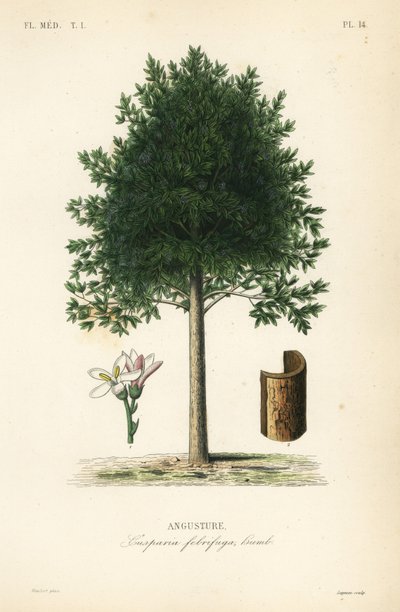 Angostura trifoliata, Cusparia febrifuga, Angusture da Unbekannt