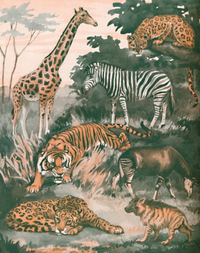 Animali aiutati da macchie e strisce, 1935 da Unbekannt
