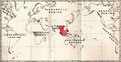 Anthropoidea - Hylobates Rosso, Simia Blu, Gorilla Marrone, Anthropopithecus Verde, 1897 da Unbekannt