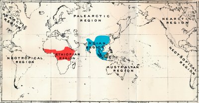 Anthropoidea - Mappa di distribuzione Genera Semnopithecus Blu, Nasalis Marrone, Colobus Rosso, 1897 da Unbekannt