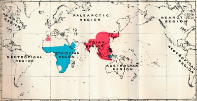 Anthropoidea - VI. Mappa della distribuzione di varie specie Blu e Macacus Rosso, 1897 da Unbekannt