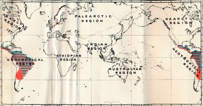 Anthropoidea - V. Mappa della distribuzione delle famiglie Hapalidae Rosso, e Cebidae Blu, 1897 da Unbekannt