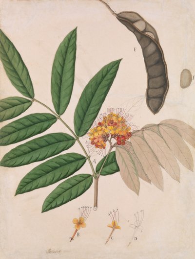 Fiore, foglie, baccello e seme dell