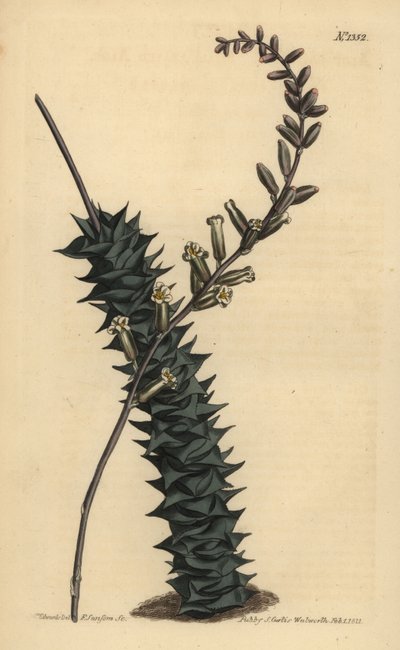 Astroloba foliolosa (Aloe foliolosa) da Unbekannt