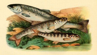 Salmone atlantico - Grilse, Smolt e Parr, 1887, 1946 da Unbekannt