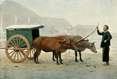 Attelage Annamite, Giogo Annamita, 1900 da Unbekannt