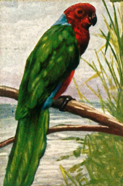 Parrocchetto australe, c1928 da Unbekannt
